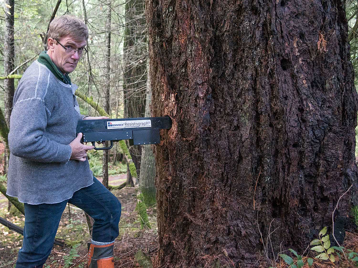 Timber Cruising with the Resistograph® RINNTECH